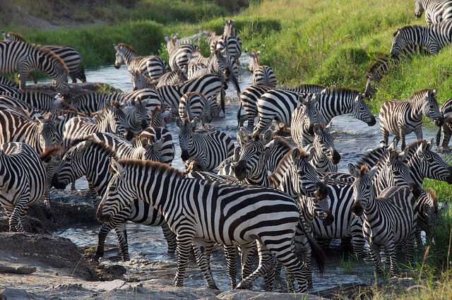 zebra herd crossing a river seen on a great migration photo safari