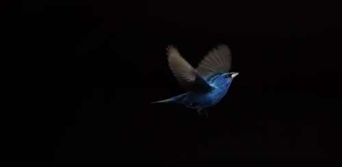 What we once thought looked like the constant flapping of a bird’s wings turns out to be a “flap, flap… “©Video: The Messenger “Behind the Scenes,” SongbirdSOS Film