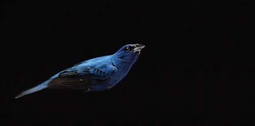 What we once thought looked like the constant flapping of a bird’s wings turns out to be a “flap, flap… “©Video: The Messenger “Behind the Scenes,” SongbirdSOS Film