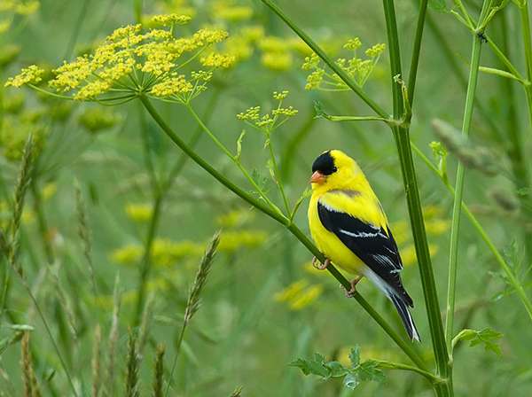 The American goldfinch is one of the most colorful and conspicuous songbirds. Often called “wild canaries,” goldfinches have a song described as sweet and ecstatic. ©Kelly Colgan Azar, flickr