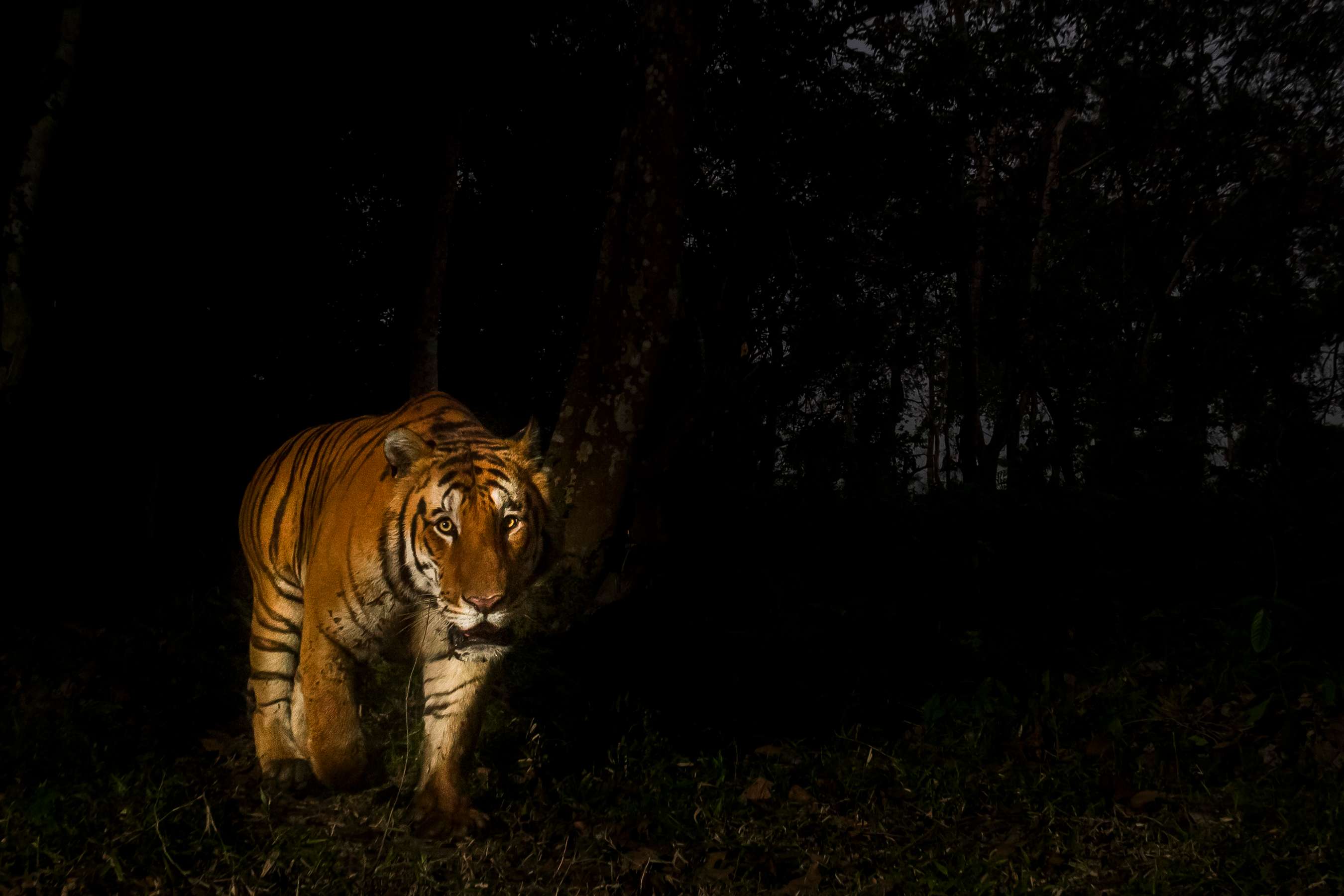 A Bengal tiger, taken by a camera trap in Kaziranga National Park, which is home to the highest density of tigers in protected areas in the world. © Christy Williams/WWF