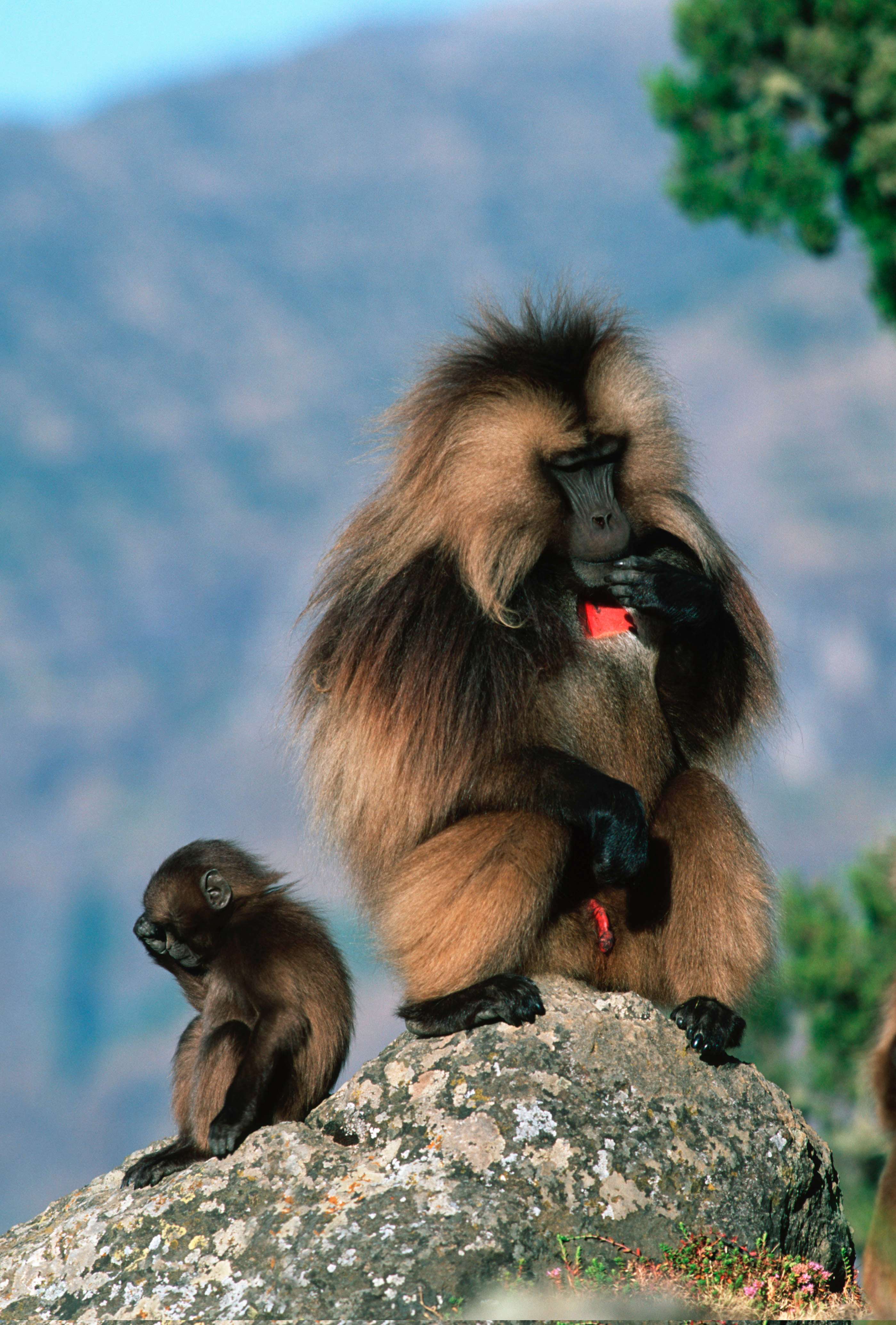 Gelada baboon and baby © Martin Harvey/WWF-Canon
