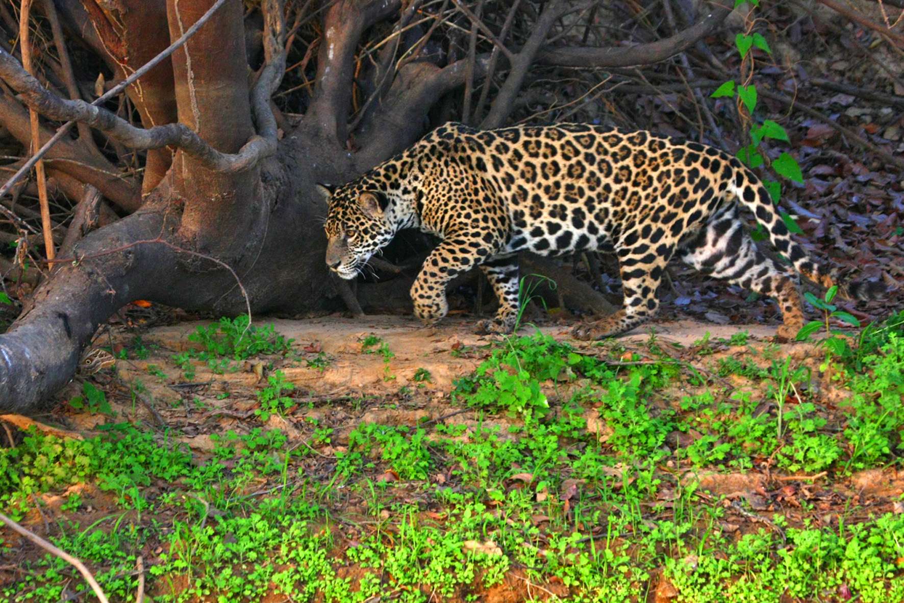 Jaguar in the Brazil's Pantanal wetlands. © Cassiano Zaparoli/NHA