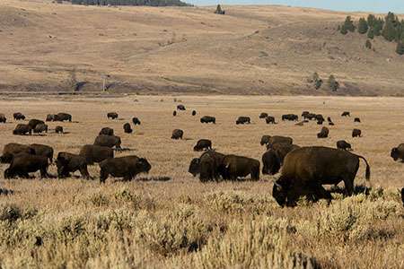 Early settlers thought the “buffalo” of the American West would never be depleted. ©Colin McNulty
