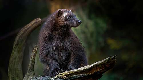 Some say listing wolverine as endangered is detrimental to economic development. ©Harald Olsen/NTNU, flickr