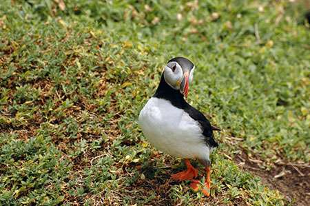 Thousands of Atlantic puffins call Skellig Michael home—at least for part of the year. The seabirds spend their summers on the island, breeding and fattening their chicks on sand eels and sprat. ©Maureen, flickr