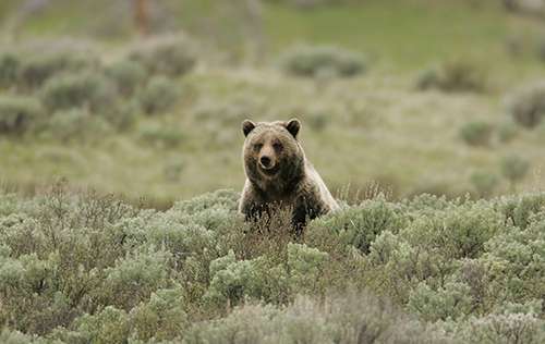 If and when grizzlies are delisted, the states of Idaho, Montana and Wyoming will probably institute grizzly bear hunts. ©NPS photo by Jim Peaco