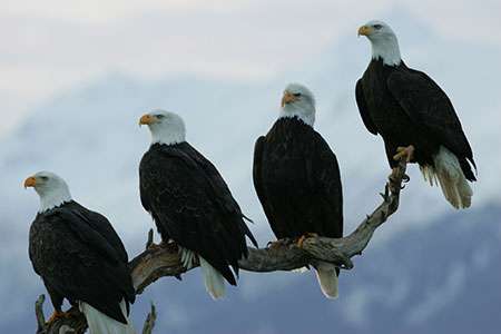 There may have been as many as 500,000 bald eagles in North America in the 1700s. ©Eric Rock