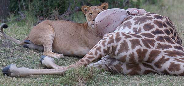 Circle of Life on Kenya Safari