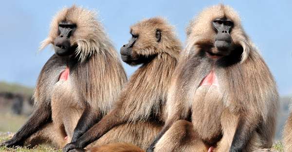 Ethiopia Gelada Baboons