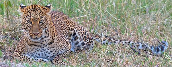 Mother Leopard on a Kenya Safari
