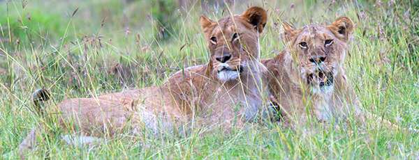 Lionesses on a Kenya Safari