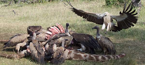 Vultures on a Kenya Safari