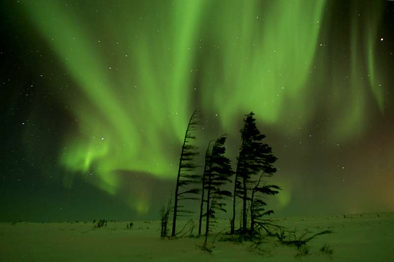 An eerie view of the aurora borealis with silhouettes of trees