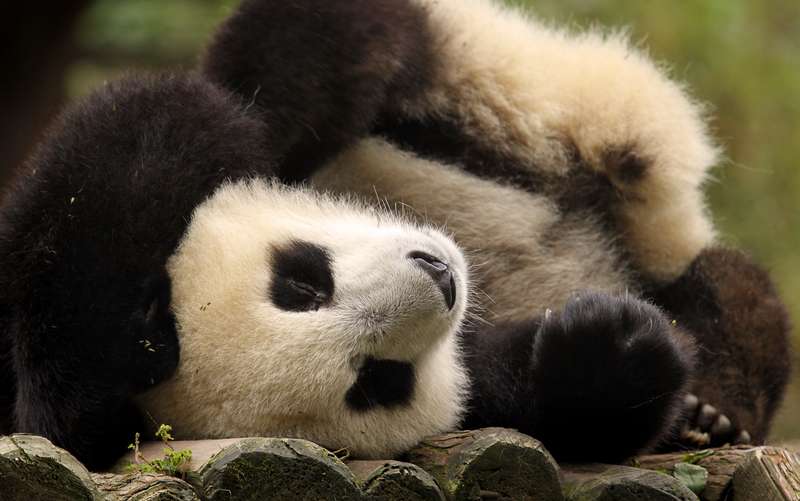 Cute upside down panda in Chengdu