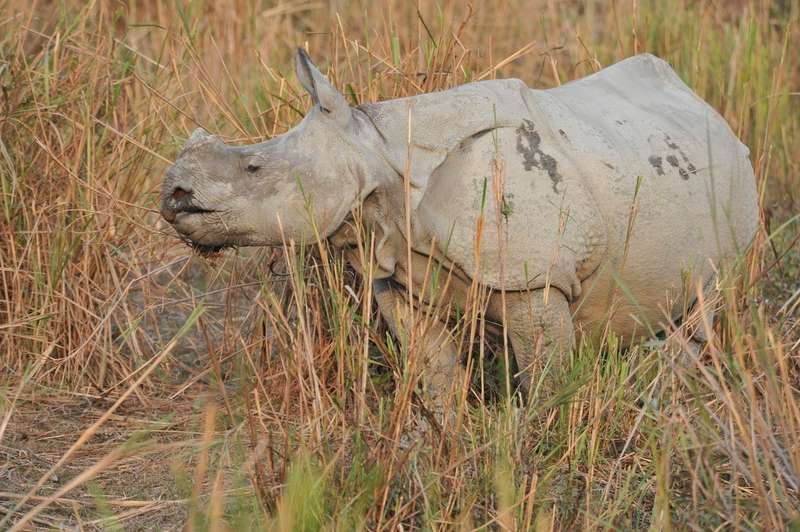 One-horned rhino eating in Kaziranga National Park