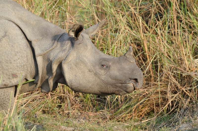 One-horned rhino horn closeup