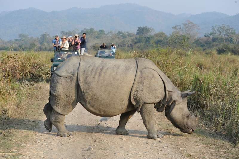 A rhino seen on safari in India