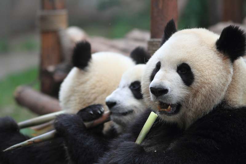 Pandas eating bamboo in Chengdu