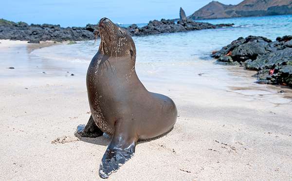 Sea Lion on a Galapagos Beach