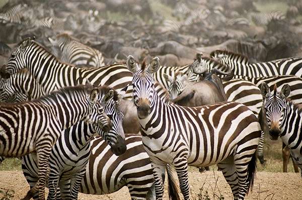 Zebra Herd in Tanzania