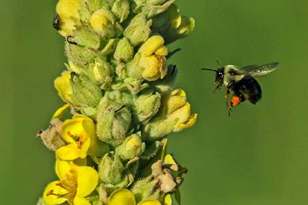 Neonicotinoids can disorient bees and cause long-term health problems. ©John T. Andrews