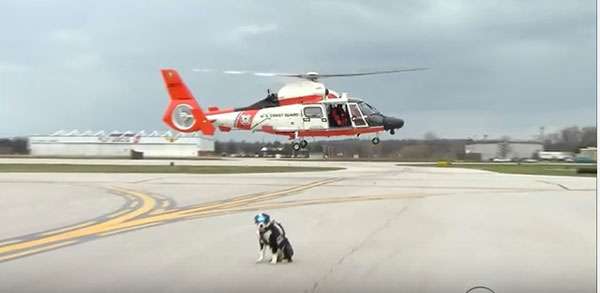 From 1990 to 2013, there were 279 human injuries attributed to wildlife strikes with U.S. civil aircraft. Dogs such as Piper are working to change that. ©Video by CBS Evening News