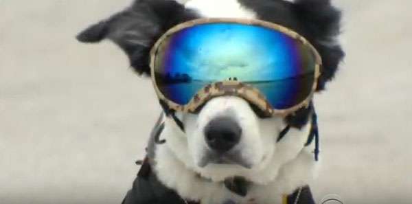 Piper, an eight-year-old border collie, not only protects the Traverse City, Michigan, airport from geese and other birds, he rocks the aviator look. ©Video by CBS Evening News