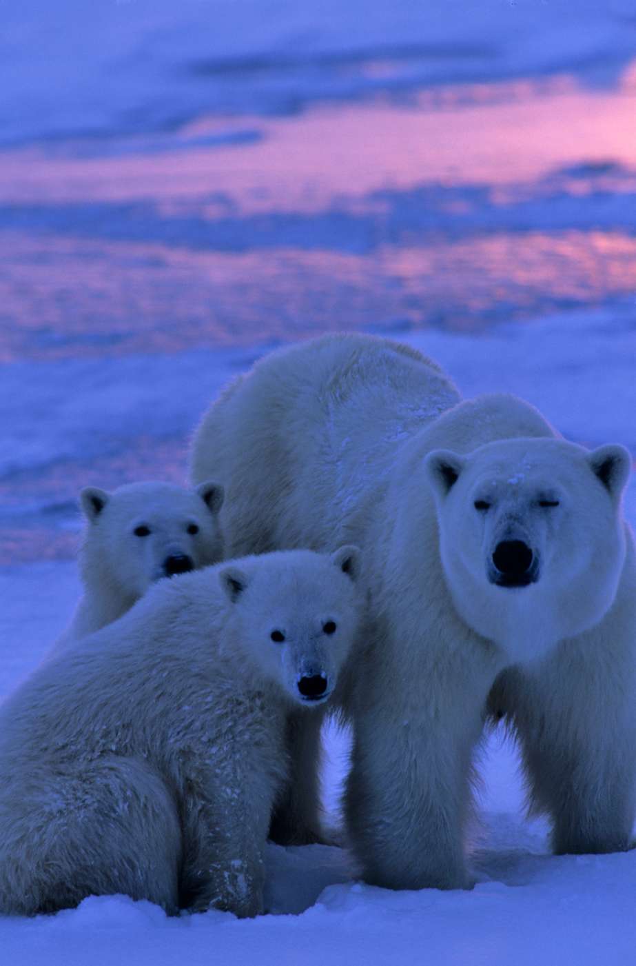 A mother polar bear and her cubs at sunset near Churchill