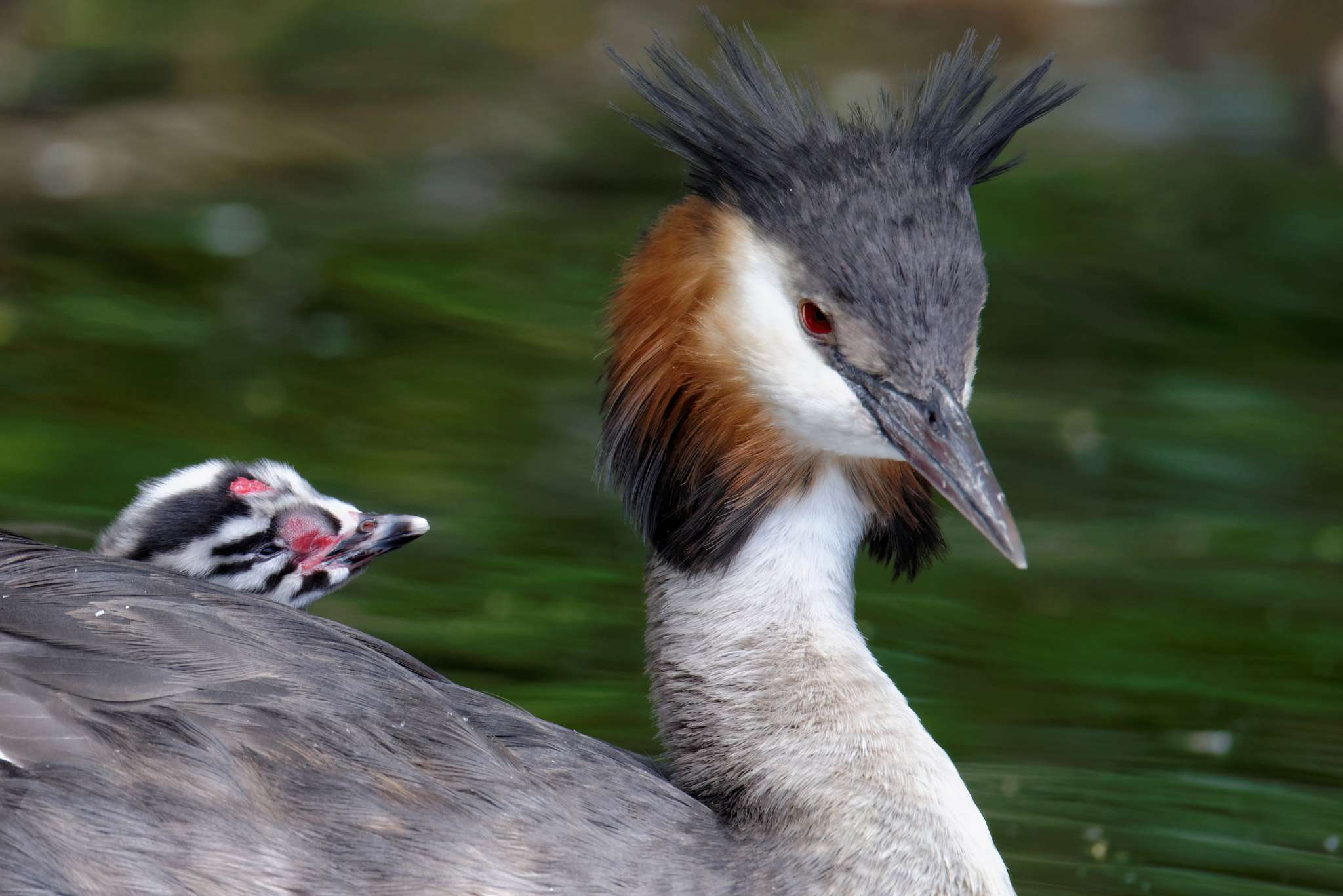 Great-crested grebe and baby © McDonald Mirabile