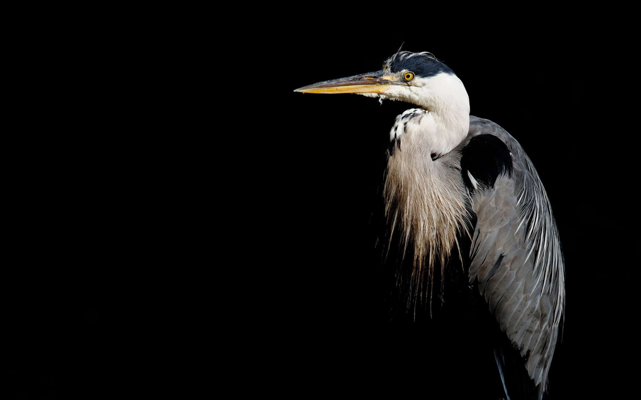 Great blue heron © Macdonald Mirabile