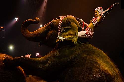 A recent poll revealed that the majority of Americans are worried about the welfare of circus animals. ©Christiane Birr, flickr