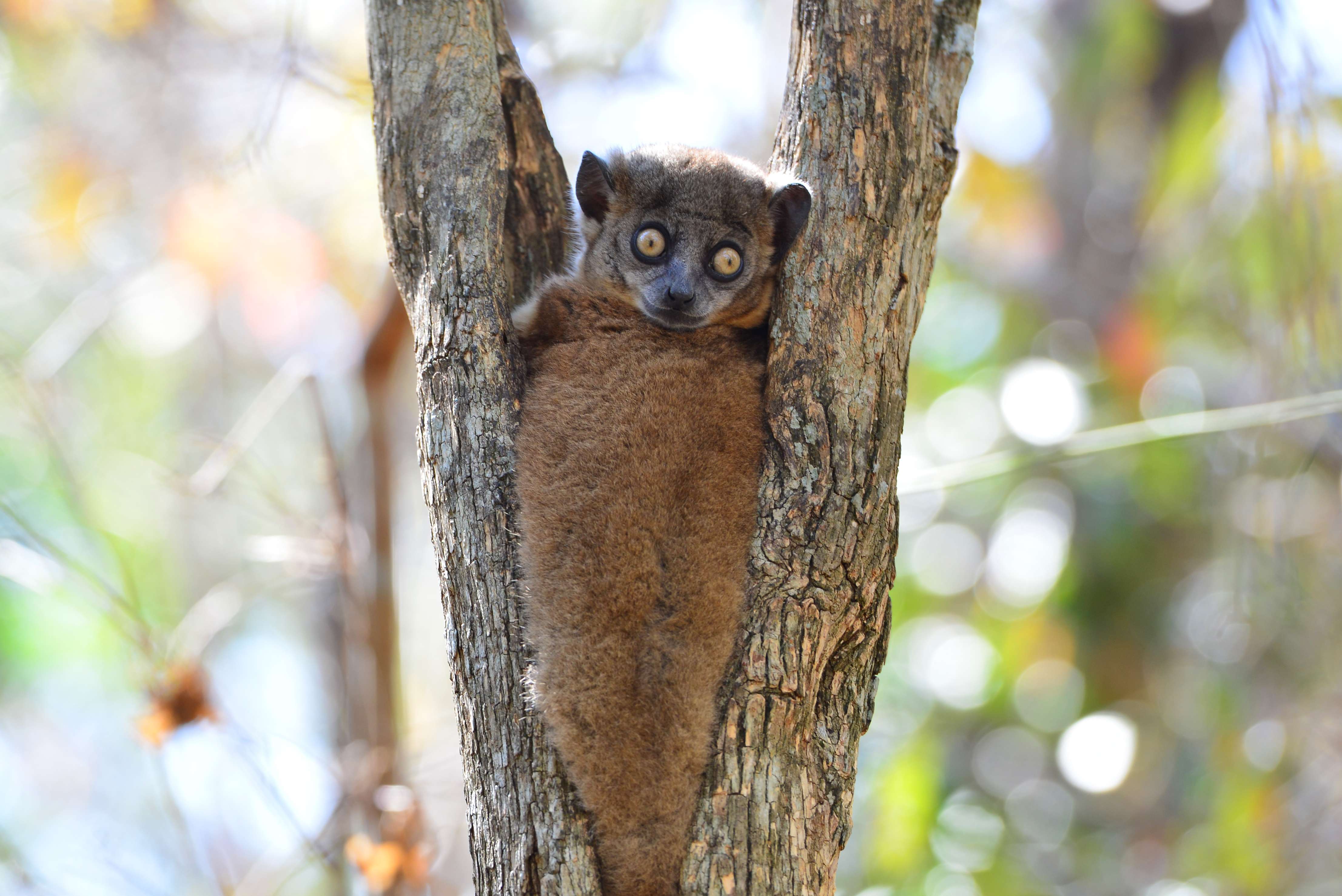 An endangered Zombitse sportive lemur (Lepilemur hubbardorum) in Zombitse National Park. © Rachel Kramer/WWF-US