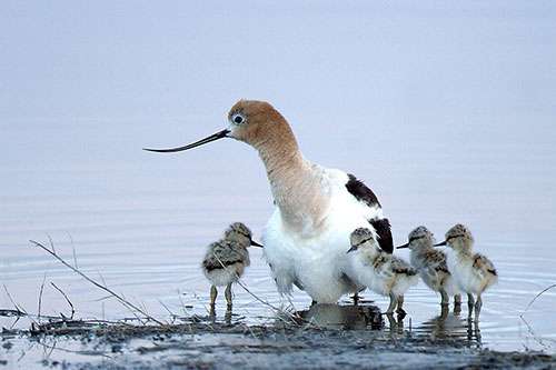 The wetlands of the Malheur National Wildlife Refuge in Oregon draw thousands of birds—such as these American avocets—and their watchers. ©Barbara Wheeler/U.S. Fish and Wildlife Service