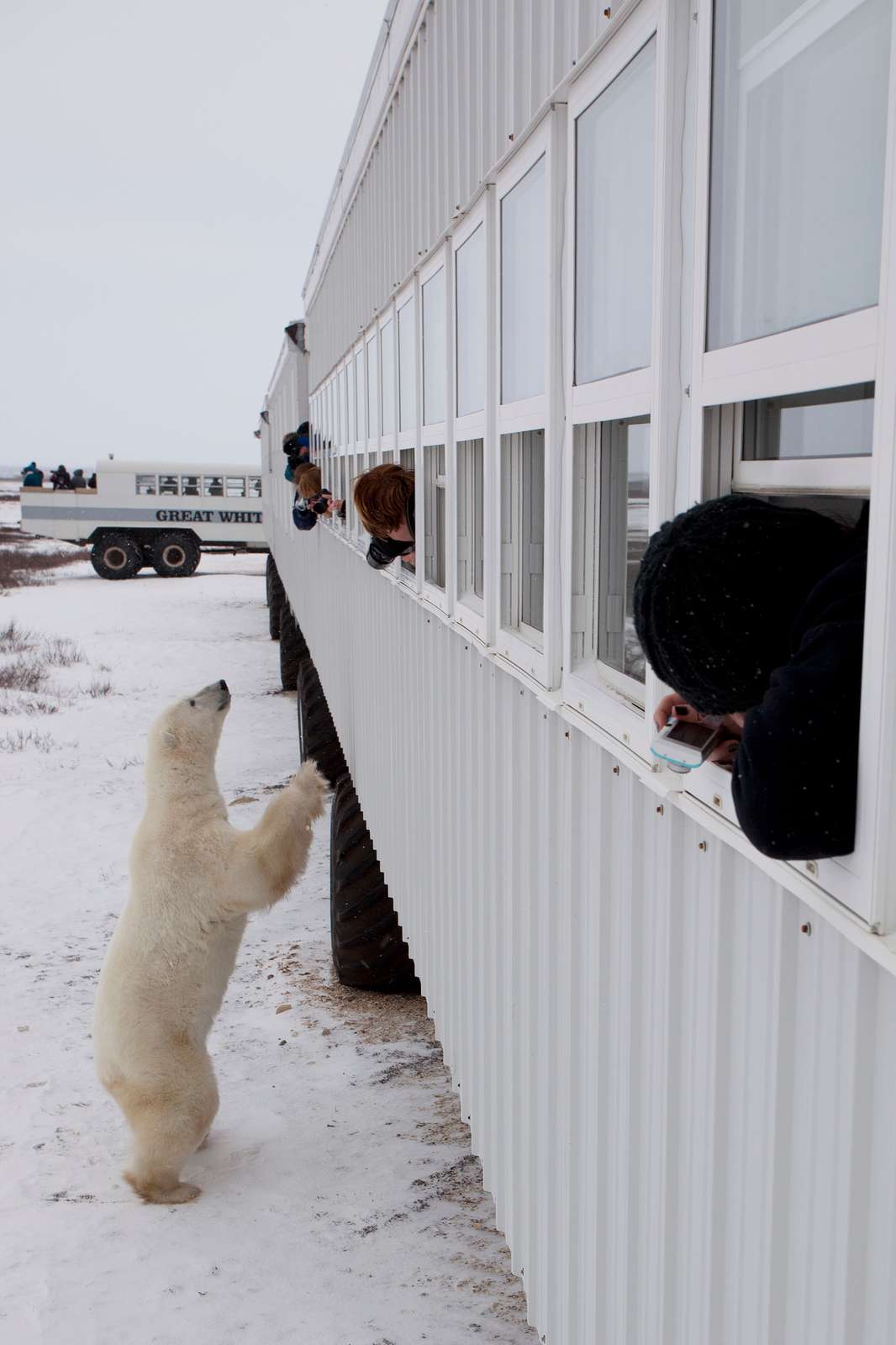 A polar bear standing on its hind legs near a Polar Rover