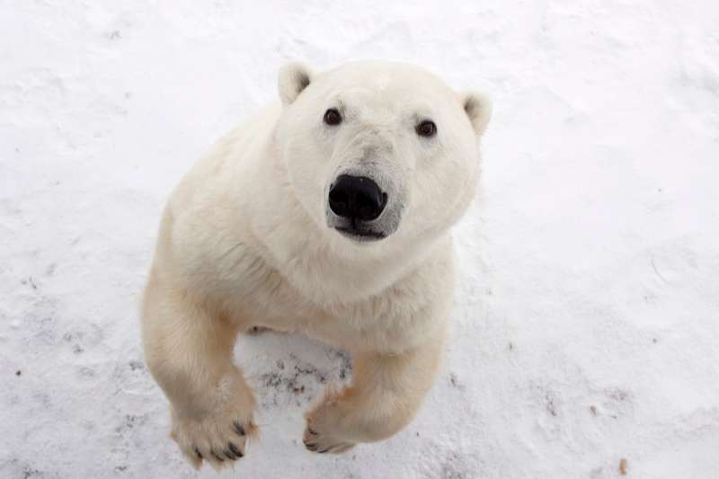 Close-up photo of a polar bear standing on its hind legs