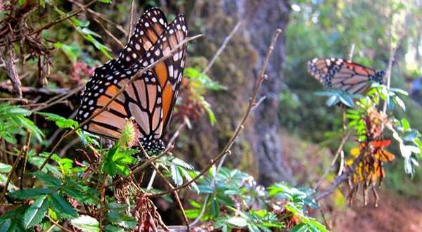 Monarch Butterfly Migration Tour