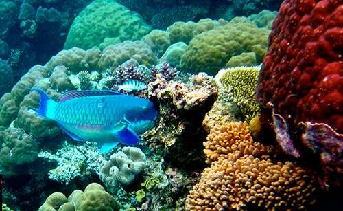 The Great Barrier Reef comprises more than 3,000 individual reef systems and coral cays, hundreds of tropical islands and an abundance of marine life. ©Kyle Taylor, flickr