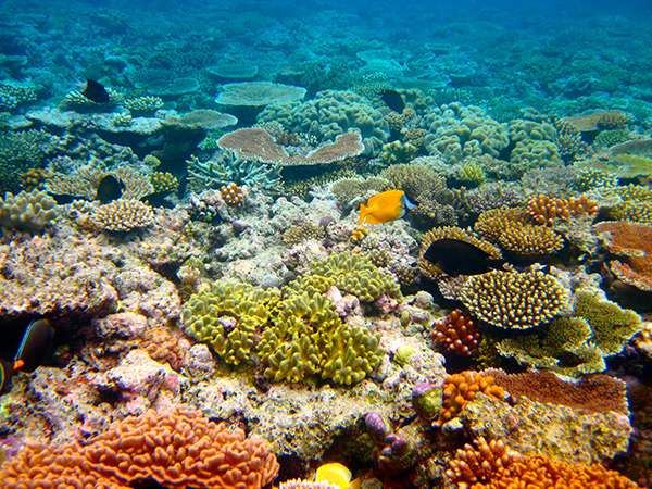 In a new UNESCO report on climate change, mention of the Great Barrier Reef is strangely absent, despite its being a poster child for a rapidly warming planet. ©Kyle Taylor, flickr