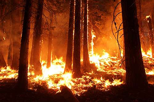 In 2013, the Rim Fire—the largest wildfire on record in the Sierra Nevada mountain range and the third largest wildfire in California’s history—burned 257,314 acres. ©Mike McMillan, U.S. Forest Service