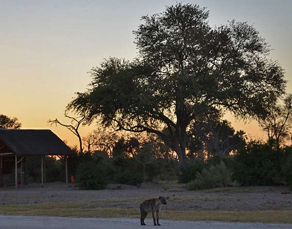 Hyena in Botswana