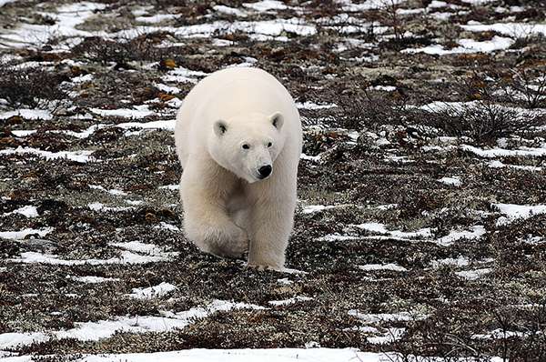 Polar Bear on the Tundra
