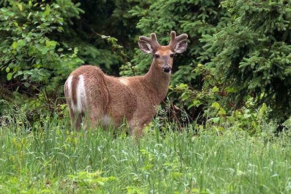 Are deer a public resource? Recently, there has been a rise in the growth of the private, for-profit captive industry that raises cervids to be used in “farming” operations or canned shoots. ©John T. Andrews