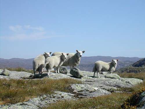 Norway allows the majority of its two million sheep to roam free all summer, without fences or supervision. ©Eirik Refsdal, flickr