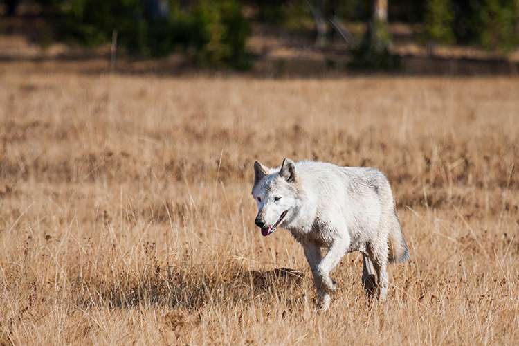 Some states allow the shooting of wolves that wander outside federal preserves. ©Sean Beckett