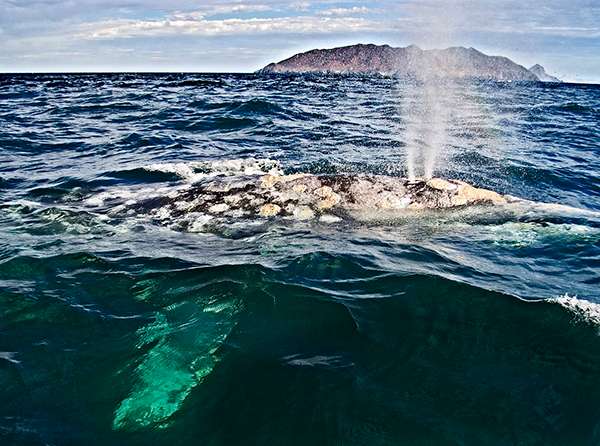 Gray Whale, Sea of Cortez