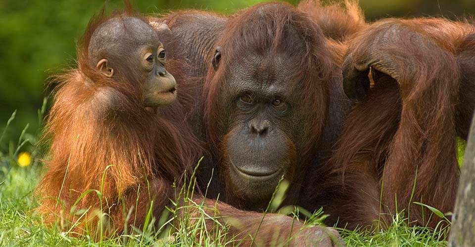 Bornean Orangutan, Image credit: Gavin Lautenbach, Natural Habitat Adventures