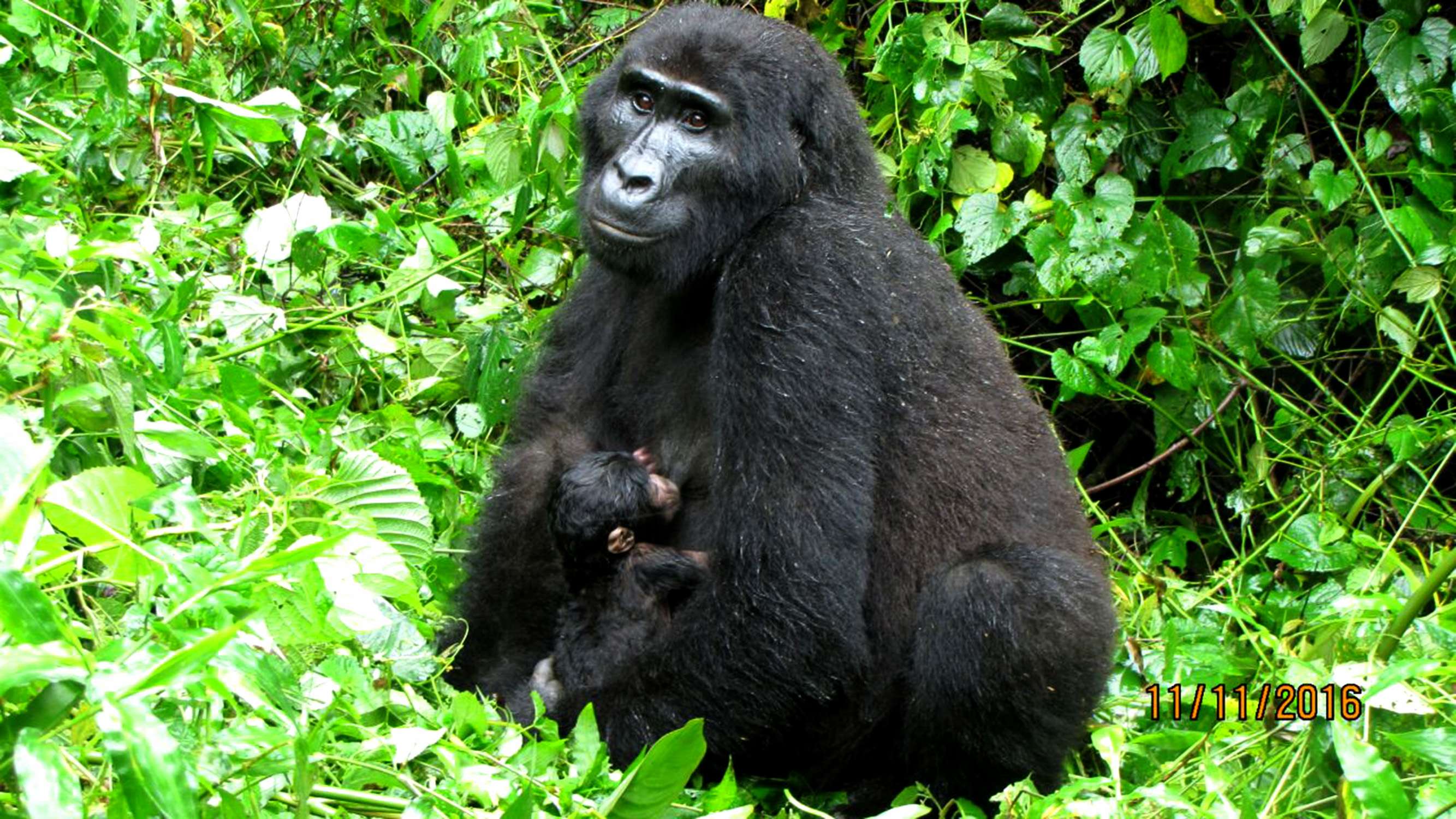 baby-gorilla-born-2016-11-11-at-bwindi-national-park02