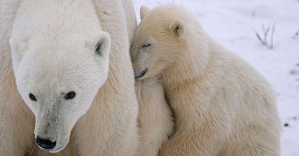 Polar Bear Mother and Cub