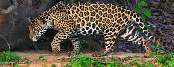 Where to see jaguars in the wild